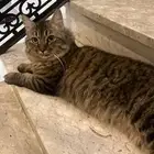 قط ل تبني