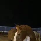 فرس شعبيه