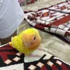 روز اليف. مافي عض