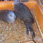 قمري الماس خارجي قمري إندونيسيا طيور زينة للبيع