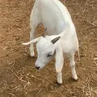 تيس
