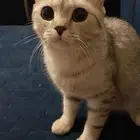 قطة للتبني