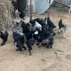 دجاج براهما