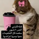 قطه للبيع