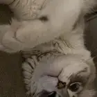 قط ذكر للبيع