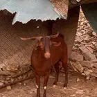 ماشية