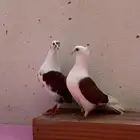 جوز حمام فرنسي
