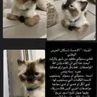 قطط ذكر مفقود من شهر في الاحساء الحرس الوطني