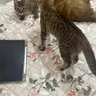 قطط