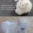 قط شيرازي للتبني