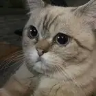 قط للنبي عمره تسعه شهور (هجين )من ام شيرازي وأب هملايا