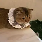 ابحث عن قط للأزواج انثى صحتها سليمه خاليه من الفطريات
