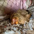 دجاجتين راجنه الان ماشاءالله تبارك الرحمن