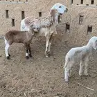 شاه تحتها رخال دواغير