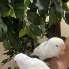 زوج روز البينو الليف