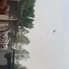 ابي خيل كفو وكويس حول الدرب والي يعرف لا يبخل وبسعر معقول