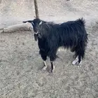تيس للبيع