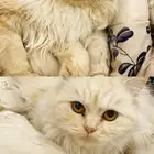 قطط ذكر وأنثى