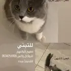 قطط شيرازيه مهجنه