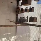 طيور زينة