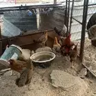 سبع دجاجة ب فحلها بلدي صافي مفرخات على السوم