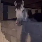 حصان شعبي شيخ