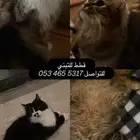 قطط لتبني ببلاش