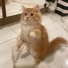 قط للبيع برتقالي