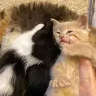 كتن صغيره للتبني
