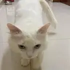 قطط للتبني