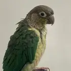 طير الكنيور