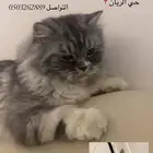 قط مفقود الي يحصله له مكافأة مالية