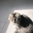 قطه عمرها ست شهور مطعمه و معها اغراضها