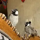 للبيع بلبولين حساوي تربيه