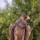 بكه للبيع
