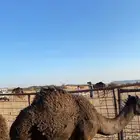 قعود لباني للبيع