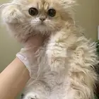 انثى برتش للبيع