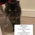 قطة للتبني