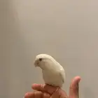 بغبغاء الروز أليف هدد نشبه للتواصل خاص