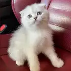 كيتن سكوتش فولد للبيع بيور مسجل قولد سلفر ستريت انثى برتش