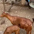 غنم