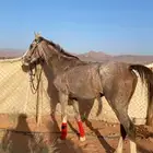 خيل شعبي