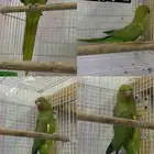 للبيع انثى دره جاهزه للإنتاج