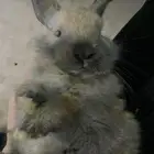 ارانب هجين هولند لوب اليفه