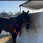 لبيع حصان شعبي حصان سبوق