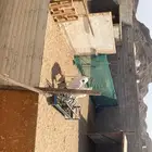 شبوك للاجار في حي الغولا داخل الحوش