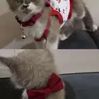 بسة هملايا للبيع