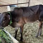 حسيل جرسي ادهم كفو و جبر اقبل البدل ب ثور فحل