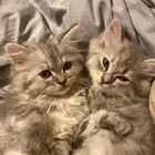 قطط تبني