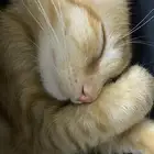 قطة للتبني المؤقت